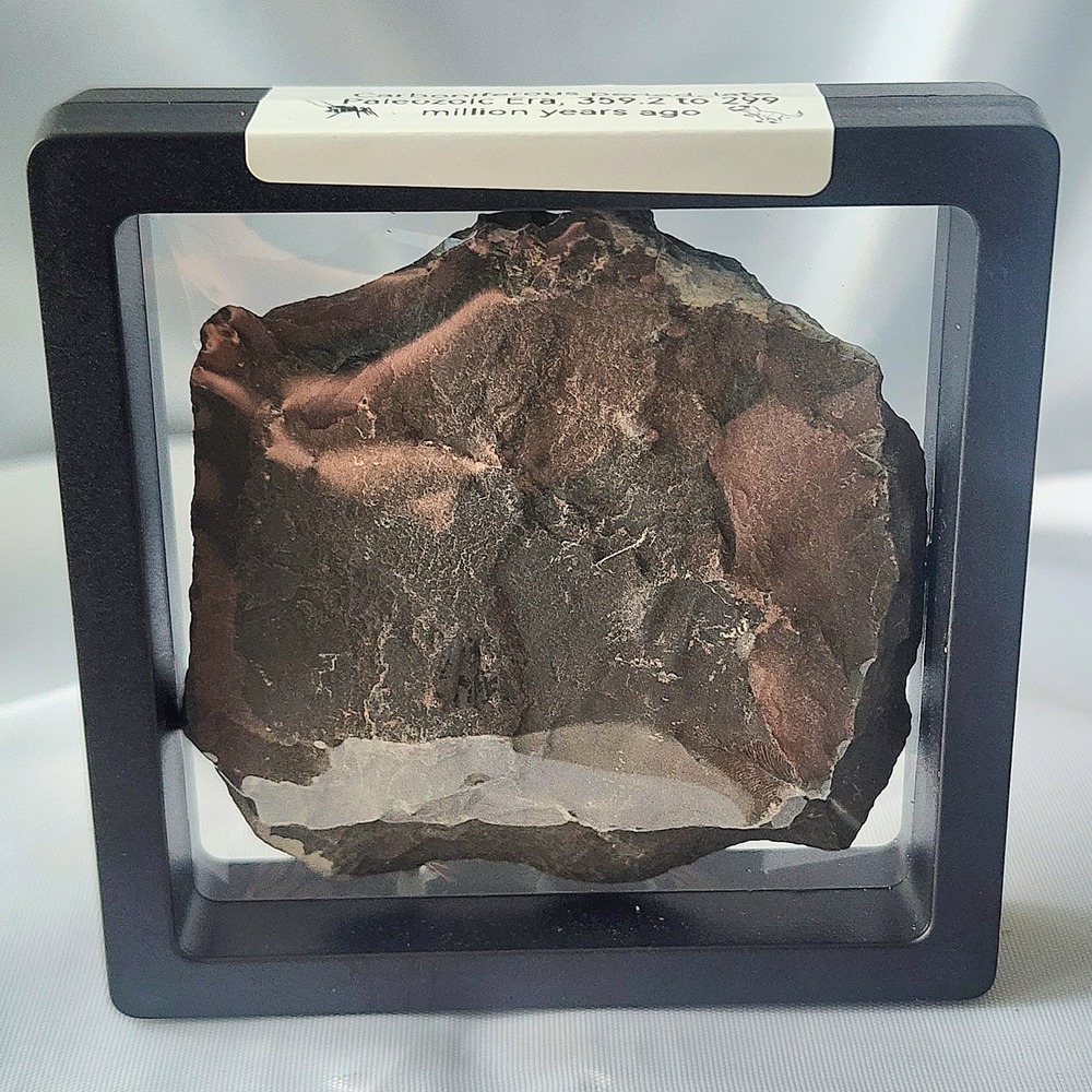 Unique Carboniferous Coal Era Fossil From World Famous Union‎ Chaple Mines Rare